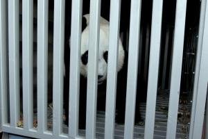 Animals. Are they so different from us?