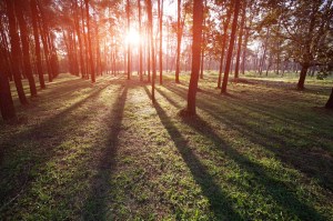 Trees or farmland? 'Agroforestry' could mean nations like Britain would not have to choose