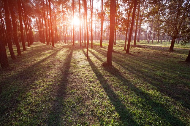 Trees or farmland? ‘Agroforestry’ could mean nations like Britain would not have to choose