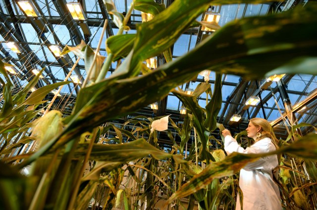 New gene editing techniques could multiply the dangers of GMOs