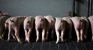 How do we bring down factory farming?