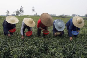 The difference a fully automated farm would make