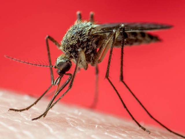 Should we commit mosquito genocide?