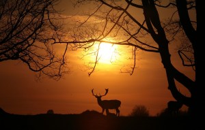 Why wilding should make our hearts sing