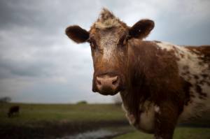 There's no such thing as factory farming