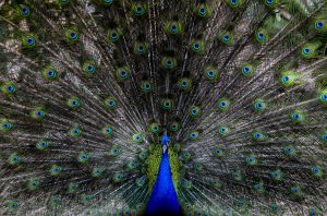 What's the point of sex?