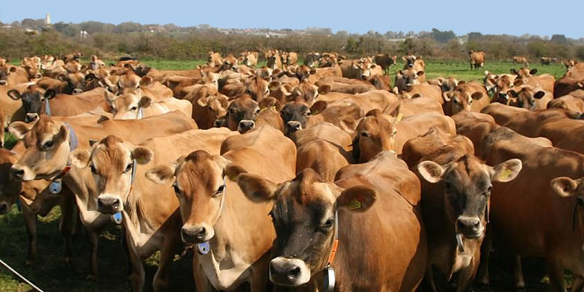 A government adviser floated the idea that we ought to let lots of people get Covid-19 so that the country will develop herd immunity