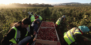Let Brits pick their own fruit!