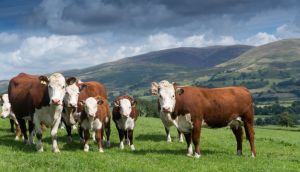 Tories have to choose between beef and liberty
