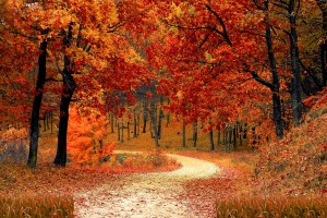 In praise of autumn, the best of seasons