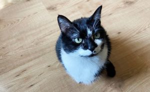 Humans don't know how to be happy