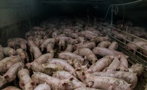Factory farming will kill us all