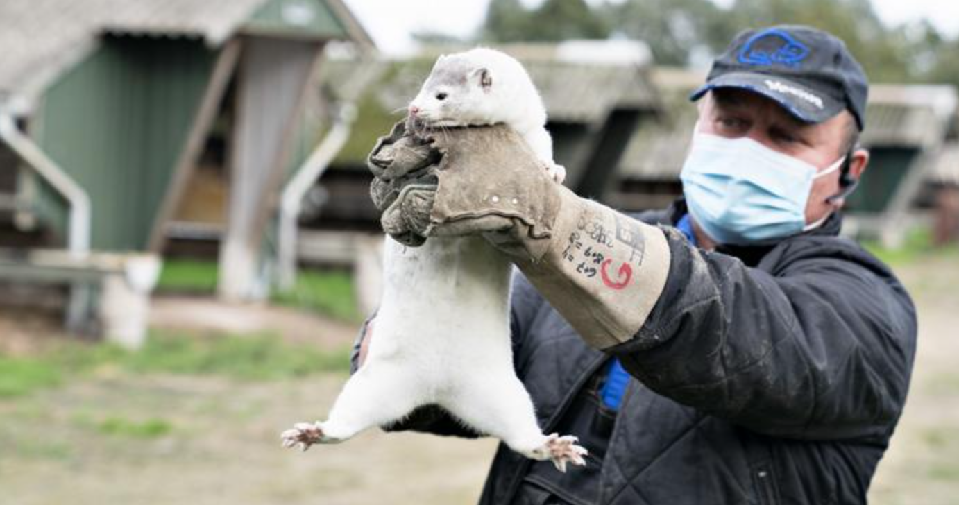 Eek, as the mink might say