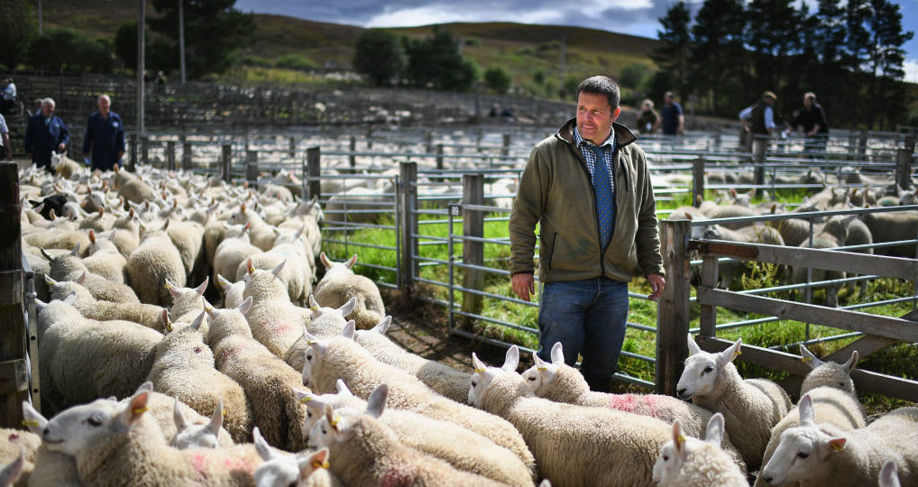 UK farmers are forced to compete with farmers abroad who are often subsidised by the state. Credit: Getty