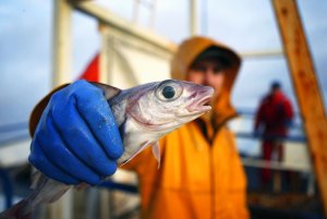 How gangsters took over the fishing industry