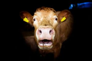 England's ancient beef with Ireland