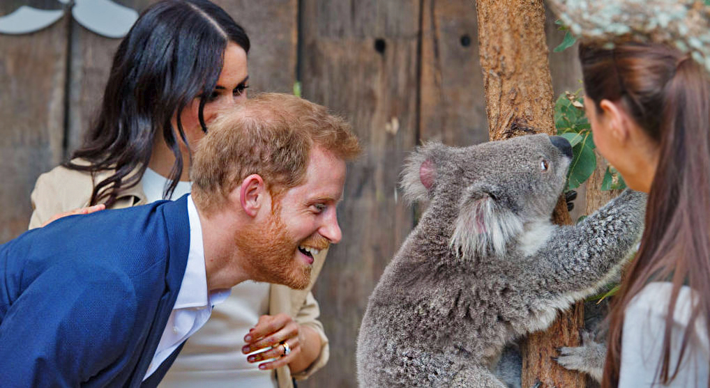 A koala and orangutan at Sydney Zoo. Credit: Getty