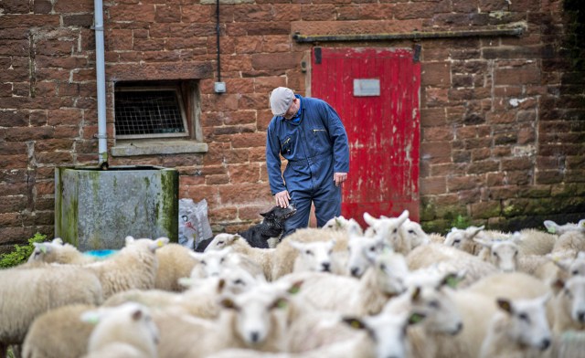 Britain betrays its farmers again