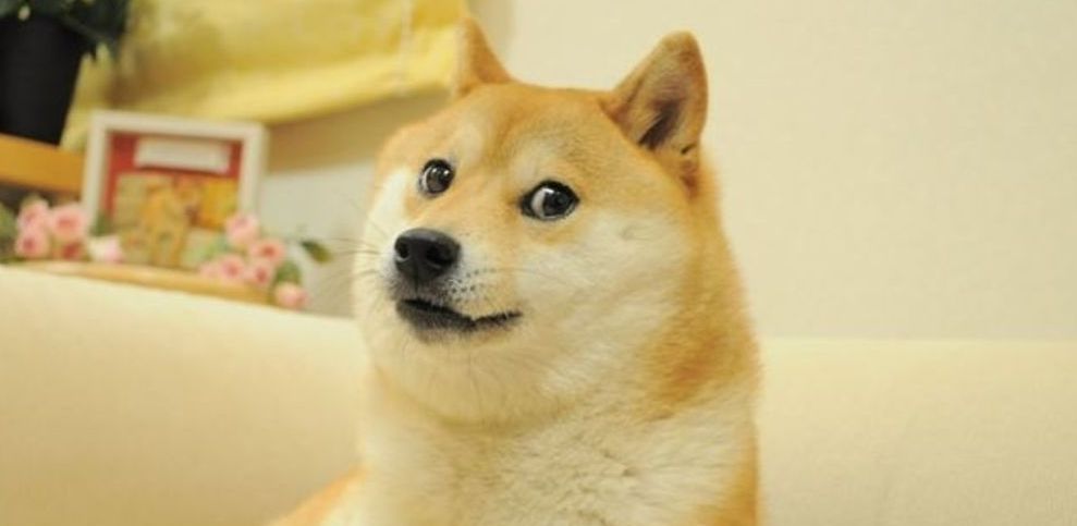 The original doge meme
