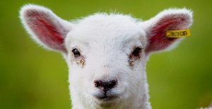 Why we shouldn't eat lamb