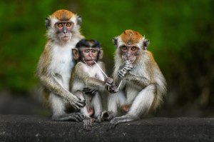 Will you catch monkeypox?