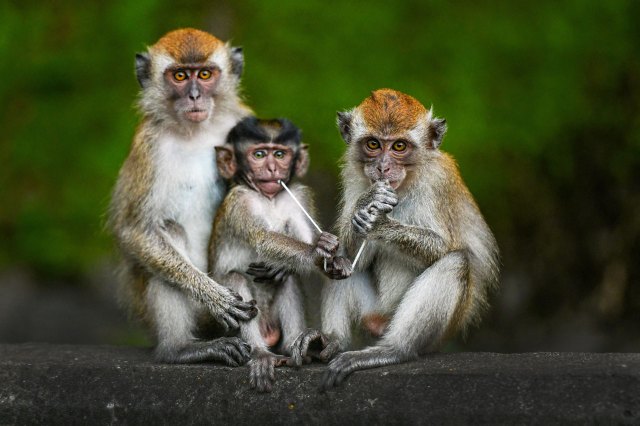 Will you catch monkeypox?