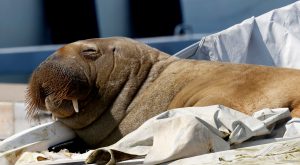 Did Freya the Walrus deserve to die?