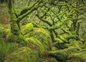 The magic of Britain's rainforests