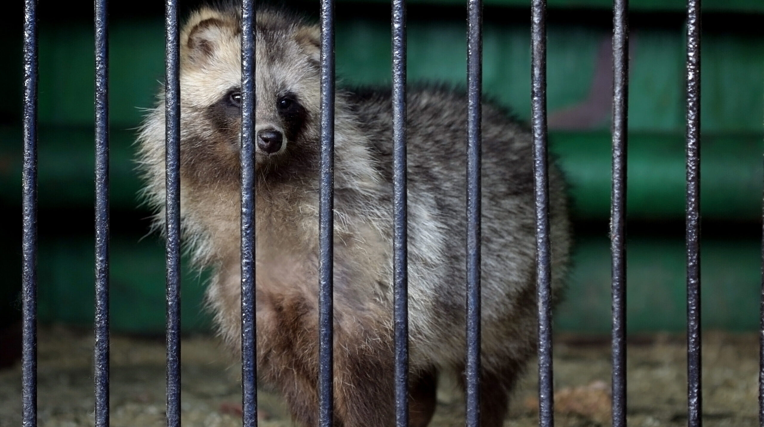 Raccoon dogs did not bring about a global pandemic. Credit: Getty