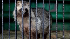 Are raccoon dogs really to blame for Covid?