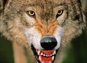 Wolves are at war with France