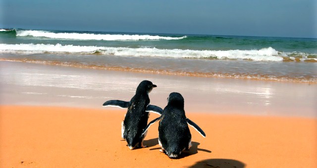 Many zoos can boast a penguin couple. Credit: Fairfax Media/Getty