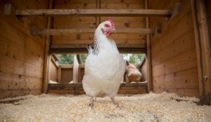 The failure of lockdown localism