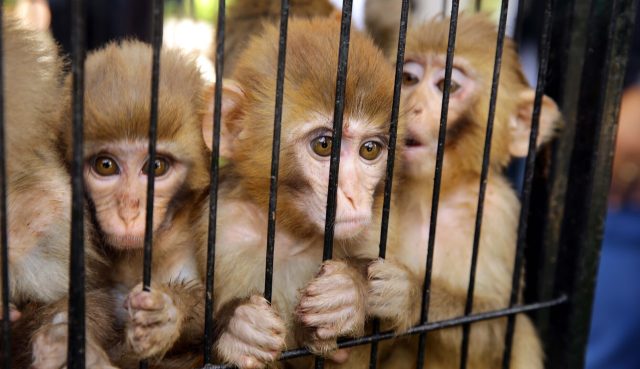 Inside the mind of a monkey-torturer