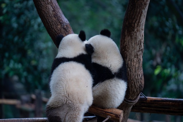 What pandas teach us about sex