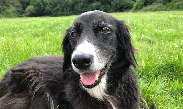 Maisie in the park. (Julie Bindel)