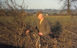 The lost art of hedgelaying