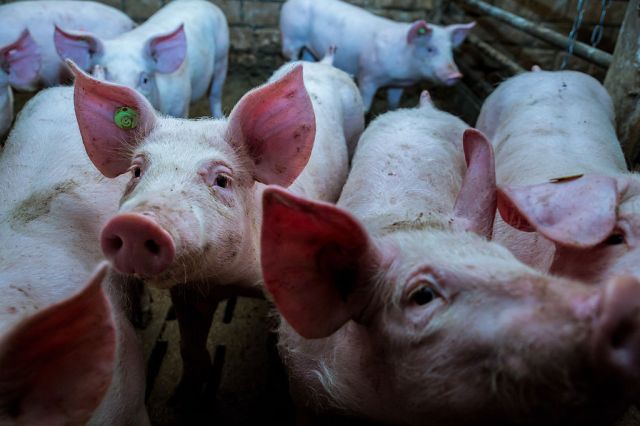 Piglets will reveal your politics. Christian Adam/ullstein bild/Getty Images