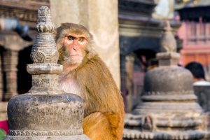 The faith in our genes