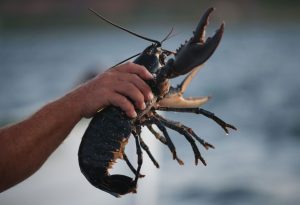 Boiling lobsters alive is needless macho brutality