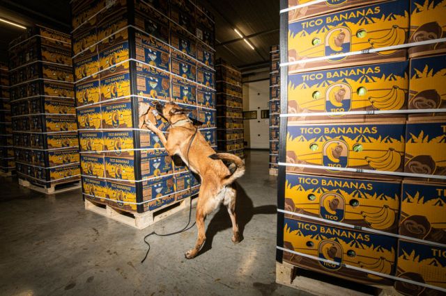 A sniffer dog inspects crates. (Jonas Roosens/Belga/AFP/Getty Images) 