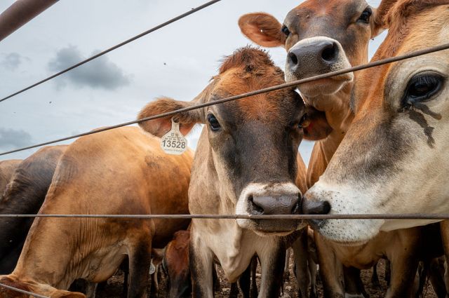 The New World screwworm discovery has caused a 19% rise in ground beef costs. Credit: Getty