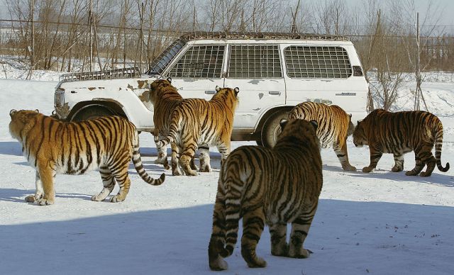 My life with Siberian tigers